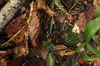Psilocybe neoxalapensis image