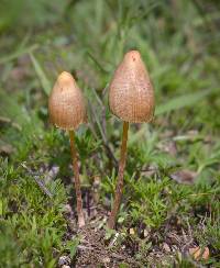 Psilocybe mexicana image