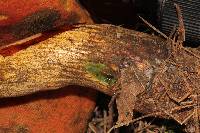 Boletus subvelutipes image