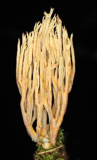 Ramaria stricta image