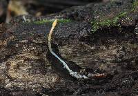 Cordyceps militaris image