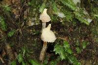 Cortinarius acutus image