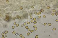 Psilocybe neoxalapensis image