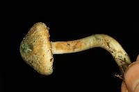 Inocybe corydalina image