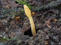 Cordyceps militaris image