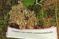 Ramaria cyanocephala image