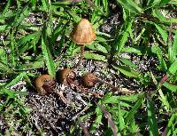 Psilocybe mexicana image