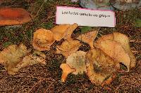 Lactarius deliciosus image