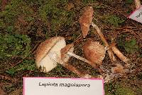 Lepiota magnispora image