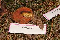 Boletus subvelutipes image