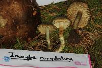 Inocybe corydalina image