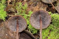 Psilocybe neoxalapensis image