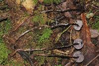 Psilocybe neoxalapensis image