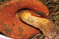 Boletus subvelutipes image