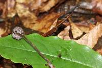 Psilocybe neoxalapensis image