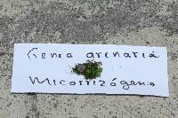 Genea arenaria image