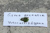 Genea arenaria image