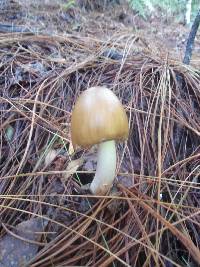 Amanita rubescens image