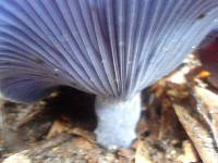 Lactarius indigo image