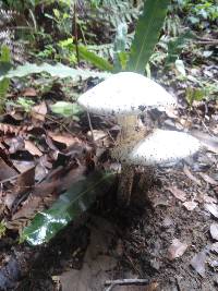 Amanita bisporigera image