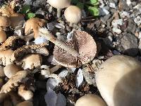 Psathyrella candolleana image