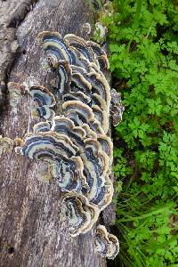 Trametes versicolor image