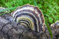 Trametes versicolor image