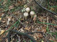 Chlorophyllum rhacodes image