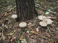 Chlorophyllum rhacodes image