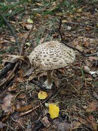 Chlorophyllum rhacodes image