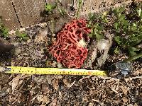 Clathrus ruber image