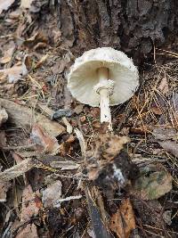 Chlorophyllum rhacodes image