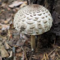 Chlorophyllum rhacodes image