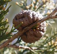 Gymnosporangium juniperi-virginianae image