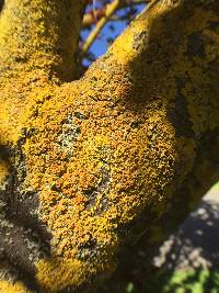 Xanthoria parietina var. parietina image