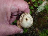 Lycoperdon perlatum image