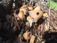 Coprinellus micaceus image