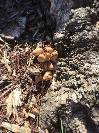 Coprinellus micaceus image