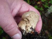 Lycoperdon perlatum image