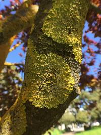 Xanthoria parietina var. parietina image