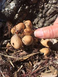 Coprinellus micaceus image