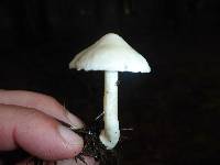 Inocybe geophylla image