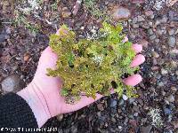 Lobaria pulmonaria image