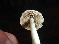 Inocybe geophylla image