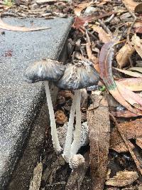 Coprinopsis lagopus image