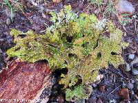 Lobaria pulmonaria image