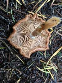 Clitocybe squamulosa image