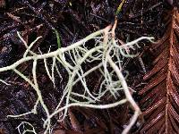 Usnea cornuta image