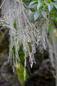 Ramalina menziesii image
