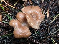 Clitocybe squamulosa image